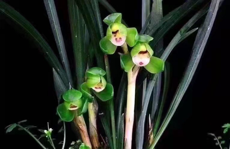 精品兰花矮种春兰老种荷瓣名品(翠盖荷)花期带花苞