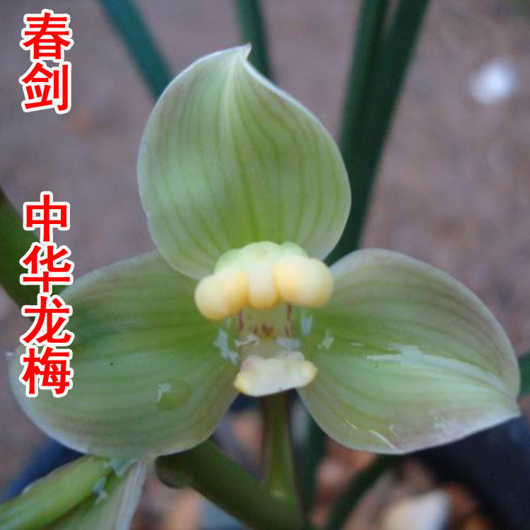 清仓价正品春剑梅瓣中华龙梅浓香型易养绿植盆栽 兰花 免邮