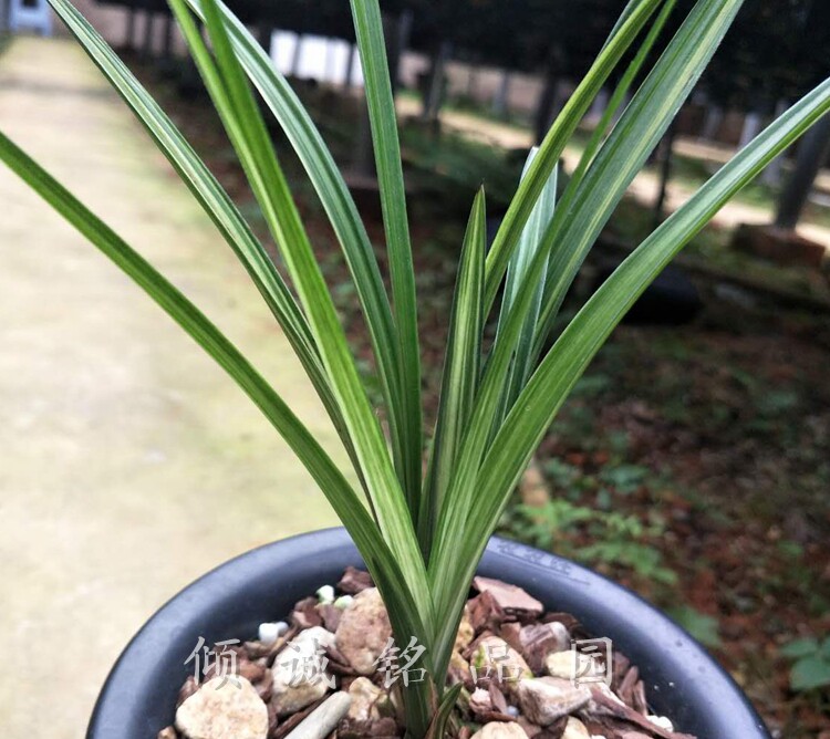 花期带花苞兰花 春剑新品 线艺 2苗合计2200