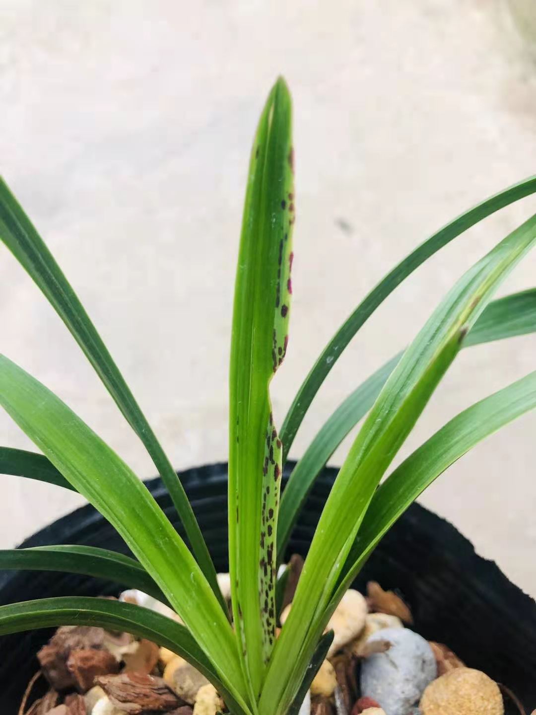 精品兰花超靓叶蝶春兰荷瓣三星蝶浓香植物室内兰草盆栽观花阳台