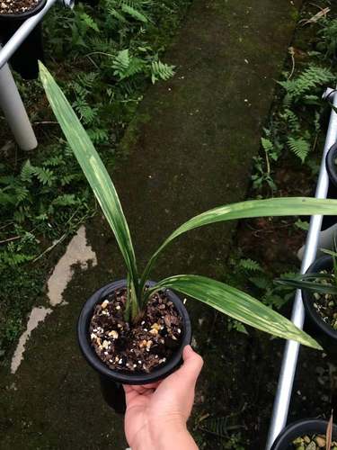 世界上超香墨兰高级艺草山水画彩云山水绿植草本盆栽兰花客厅花卉