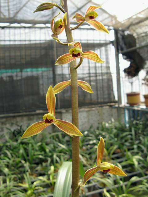 江浙 兰花    超值墨兰 南国水仙   假一赔十   盆栽