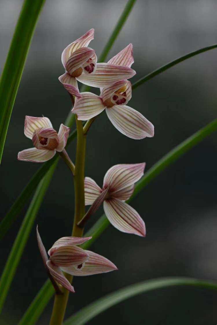 云南自然老种兰花苗 莲瓣兰【甸阳红荷】浓香绿植花卉园艺盆