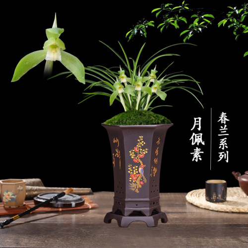 盆栽植物好养客厅名贵兰花苗