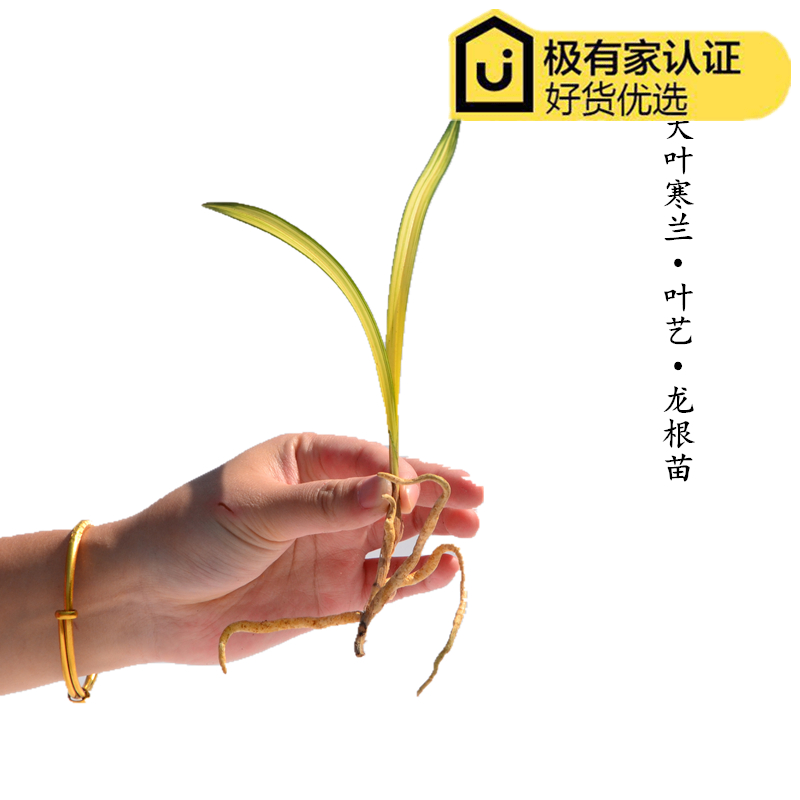 大叶寒兰龙根苗 新品矮种黄金中透精品叶艺兰花室内绿植盆栽花卉