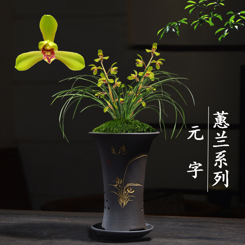 兰花苗无花苞盆栽植物室内名贵蕙兰元字浓香客厅好养极品花卉绿植