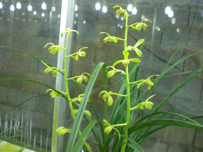 超香精品 兰花苗蕙兰老种 庆华梅3苗 民国梅瓣传统名品 花开耐久