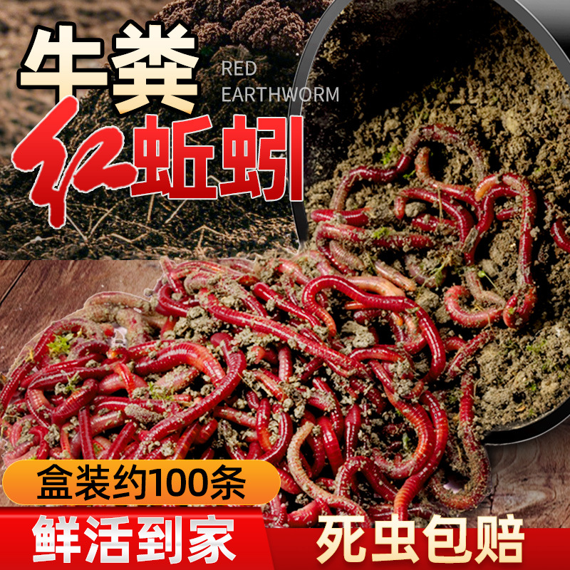 红蛆活物鱼饵蚯蚓邱蚓牛粪丘引邱蚓啾牛奋蚓邱岩秋引啾蚓活饵曲蟮