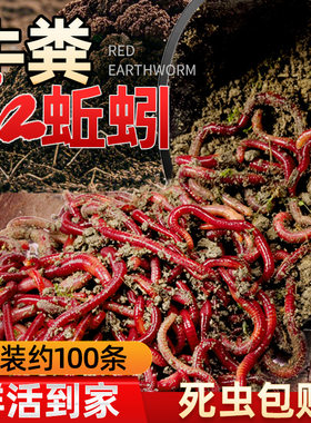 红蛆活物鱼饵蚯蚓邱蚓牛粪丘引邱蚓啾牛奋蚓邱岩秋引啾蚓活饵曲蟮