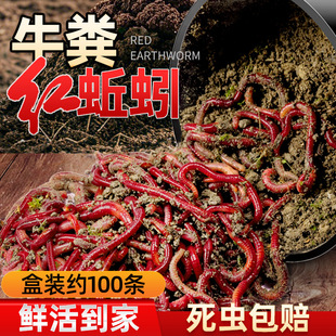 红蛆活物鱼饵蚯蚓邱蚓牛粪丘引邱蚓啾牛奋蚓邱岩秋引啾蚓活饵曲蟮