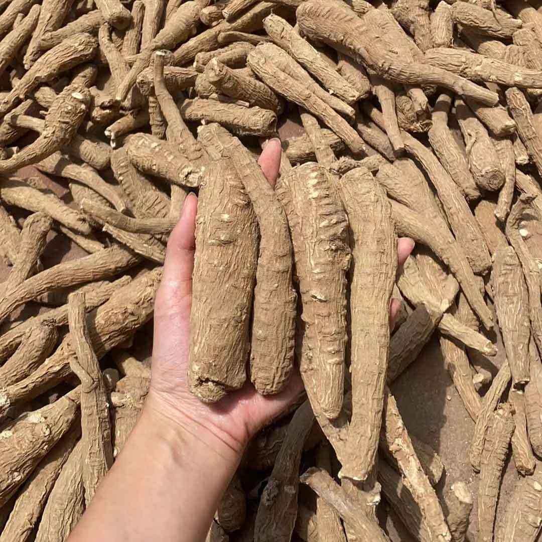 白芷野生干货整根白芷香料新货野生白芷白芷切片煲汤白芷整根发货