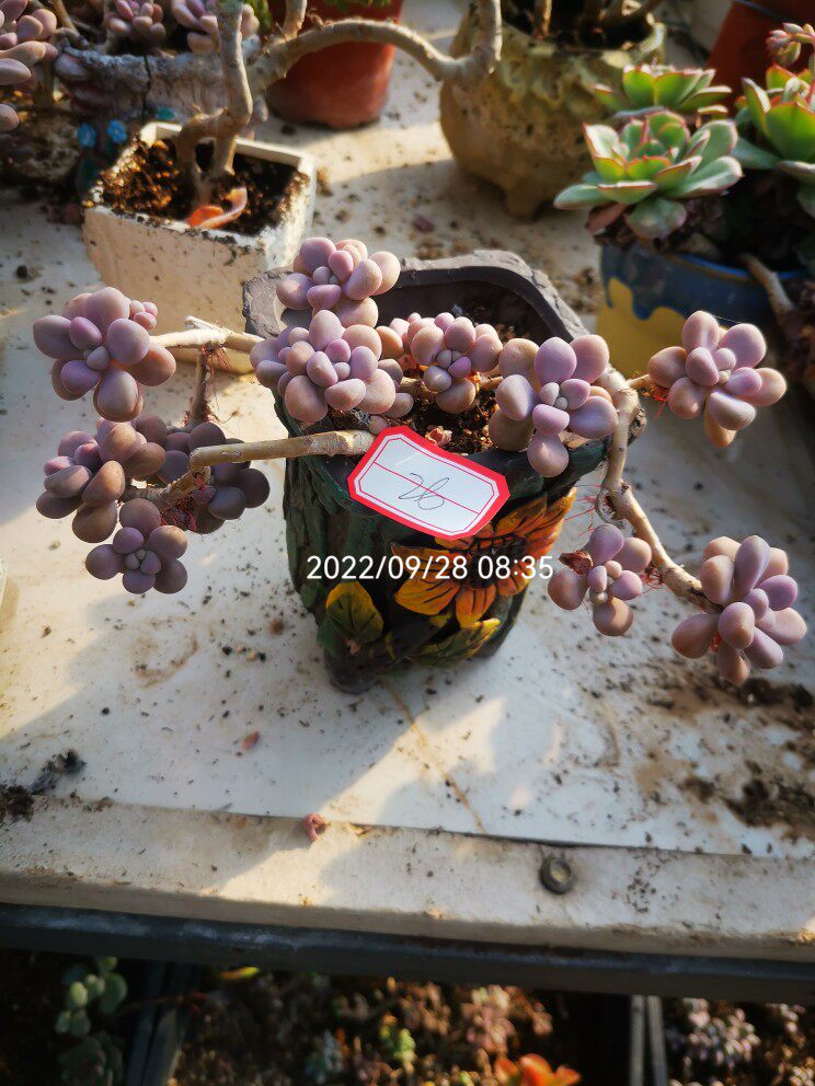 桩老多肉  腰子艾伦老桩一物一拍  植物多肉新款桩多肉组合盆栽