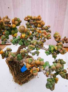 多肉植物  进口精品盆栽植物  多年老桩鹿角海棠 母本珠  大群生