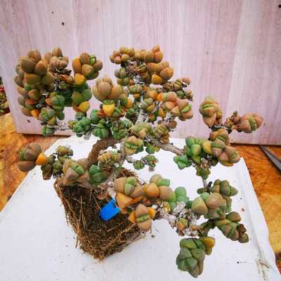 多肉植物进口精品盆栽鹿角海棠珠