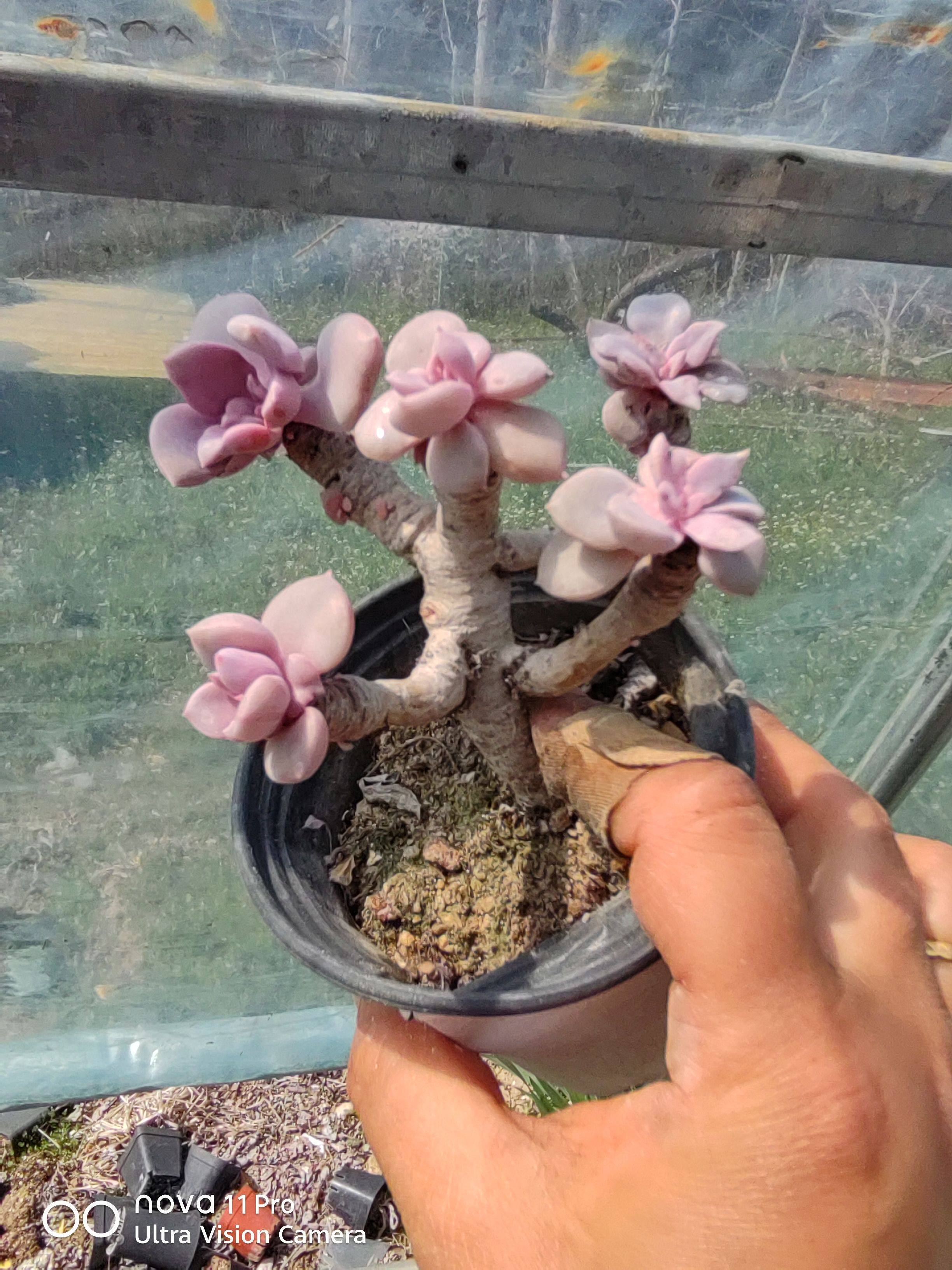 多肉植物   多年老桩 昂丝诺 奥利维亚玉缀  孤品一物一拍