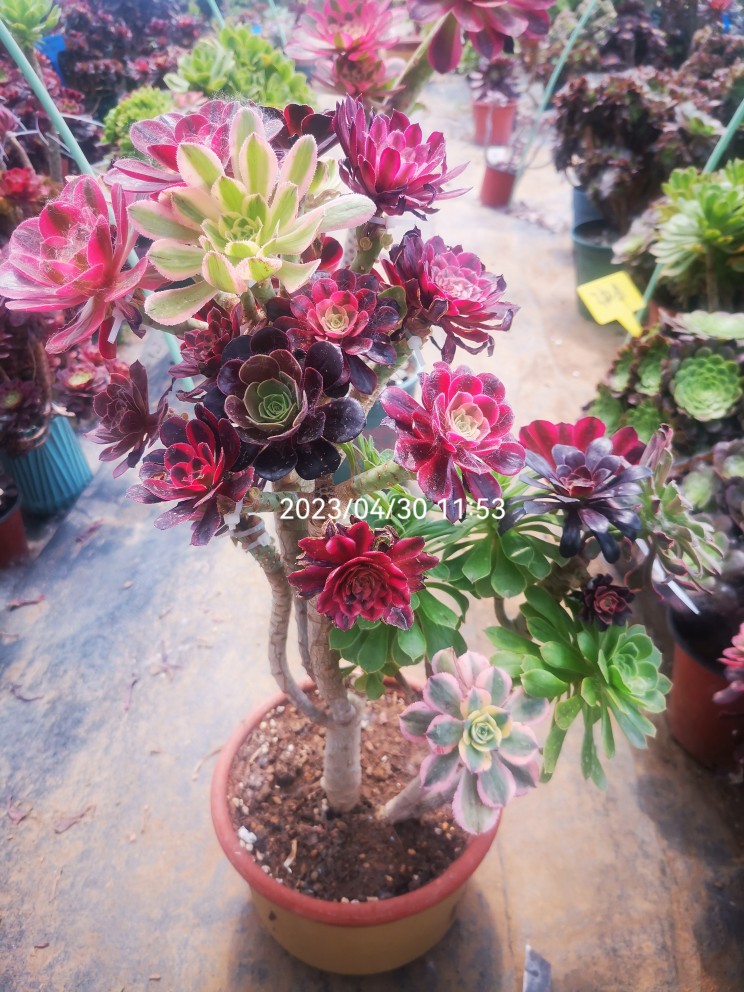 多肉法师系拉丝原始一物一拍