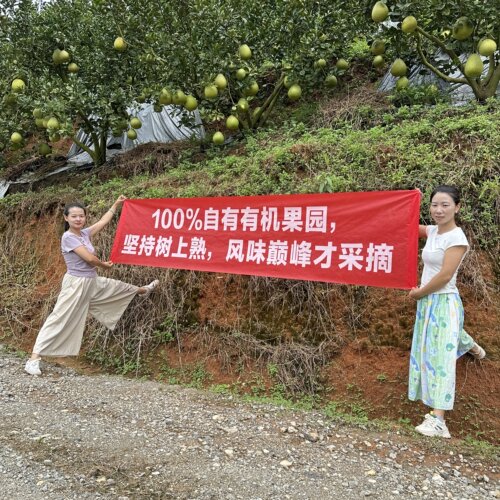 西双版纳东试早新鲜水果现摘现发 傣柚清甜多汁