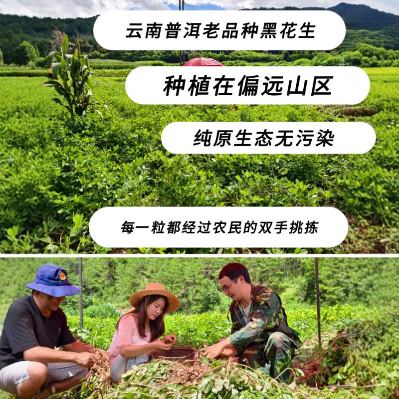 2024年云南特产富硒黑籽花生甜味紫黑皮带壳生新货原味农产品