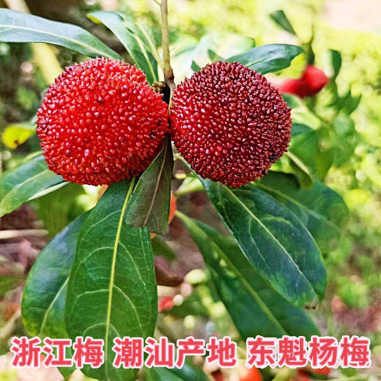 潮汕浙江梅红梅 大粒正宗东魁杨梅当天采摘发货