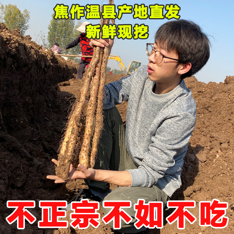 河南焦作铁棍山药新鲜特级淮山药