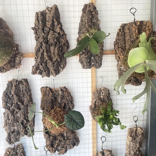 天然香槟树皮鹿角蕨蝴蝶兰附生植物种植挂板枯木树皮墙面定植板