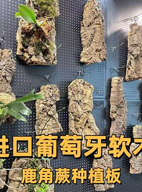 葡萄牙进口软木树皮鹿角蕨种植板