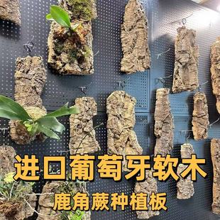 葡萄牙进口软木树皮鹿角蕨蝴蝶兰石斛绿植种植板网红懒人定植挂板