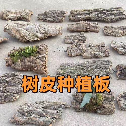 天然香槟树皮软木真树皮