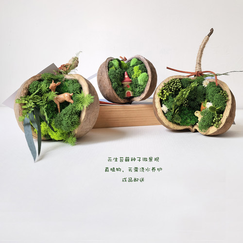 南方绿阁永生苔藓微景观真植物创意种子礼品摆件装饰成品无需养护