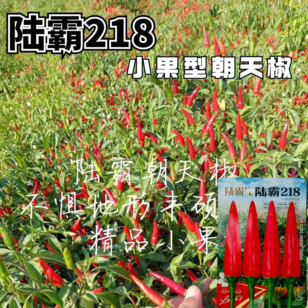 陆霸218小果型朝天椒种子早熟速生长朝天椒种子小米辣抗病高产