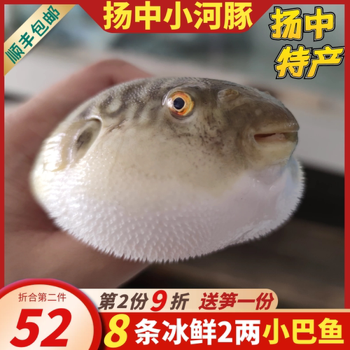 新鲜河豚鱼扬中海鲜河豚之乡现杀