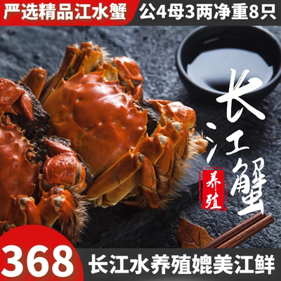 8只特大鲜活养殖礼盒螃蟹现货