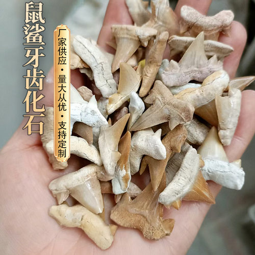 厂货摩洛哥鲨鱼牙齿 海洋化石标本鼠鲨锥天然菊石恐龙古生物