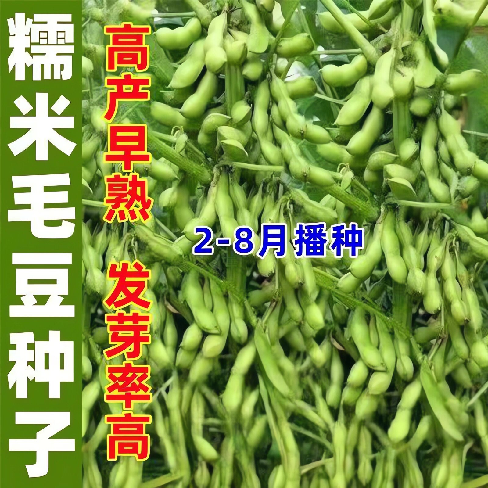 【新种】大粒毛豆种子早熟高产蔬菜盆栽毛豆种籽新鲜春播夏播抗病