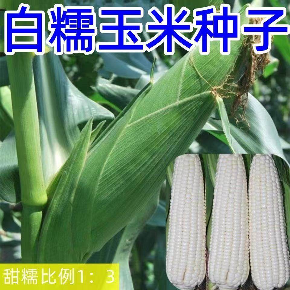 品种1比3甜白糯玉米种籽高产大棒甜糯无渣粘春秋播甜玉米种子
