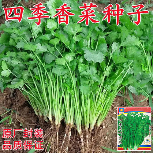 原装浓香大叶香菜种子四季种植蔬菜种子菜籽秋冬阳台小院花盆菜孑