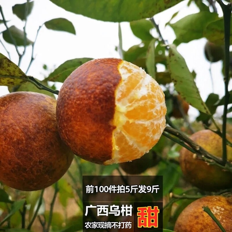 广西现摘新鲜超甜乌柑非洲黑柑丑沃柑橘子茂谷柑桔子当季现发黑皮