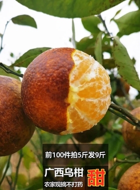 广西现摘新鲜超甜乌柑非洲黑柑丑沃柑橘子茂谷柑桔子当季现发黑皮