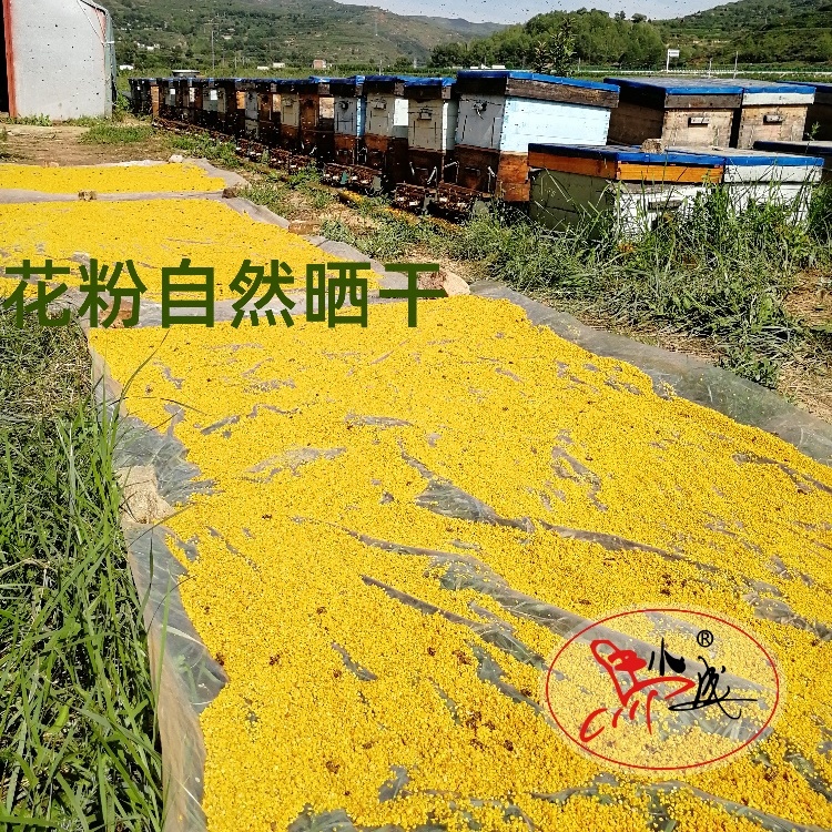 25年新产马小成蜂场自产玉米蜂花粉天然正品干燥干净不甜未破壁