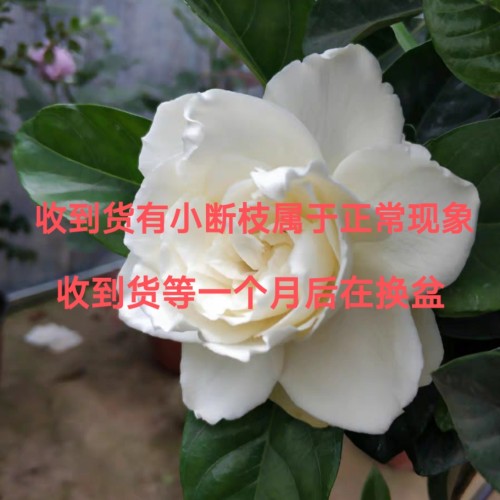 大叶牡丹栀子花大叶栀子花