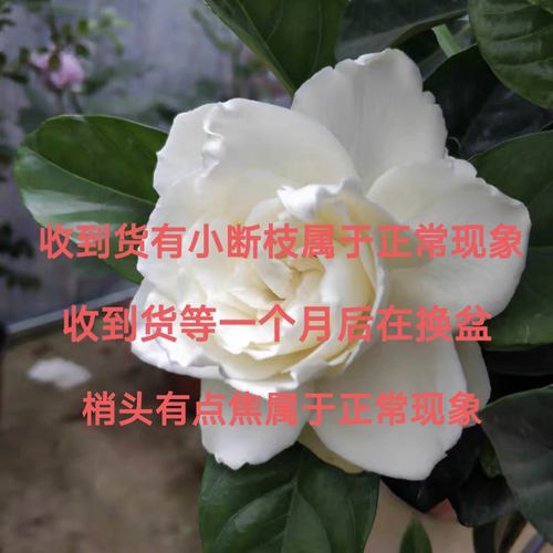 大叶牡丹栀子花大叶栀子花