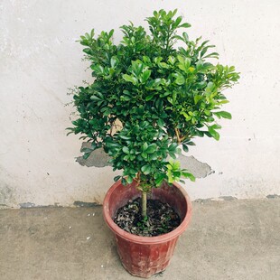 1米兰花盆栽苗阳台开花绿植常青芳香浓郁植物室内香味