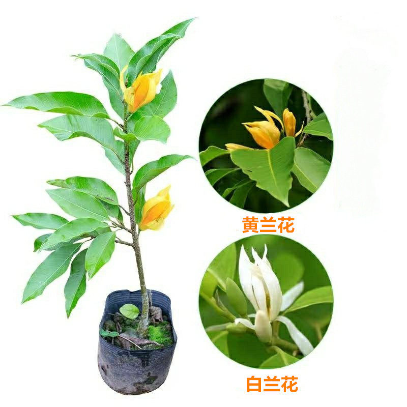 嫁接白兰花苗 白兰花树苗白玉兰黄桷兰黄兰盆栽地栽浓香花卉
