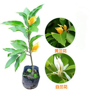 嫁接白兰花苗 白兰花树苗白玉兰黄桷兰黄兰盆栽地栽浓香花卉
