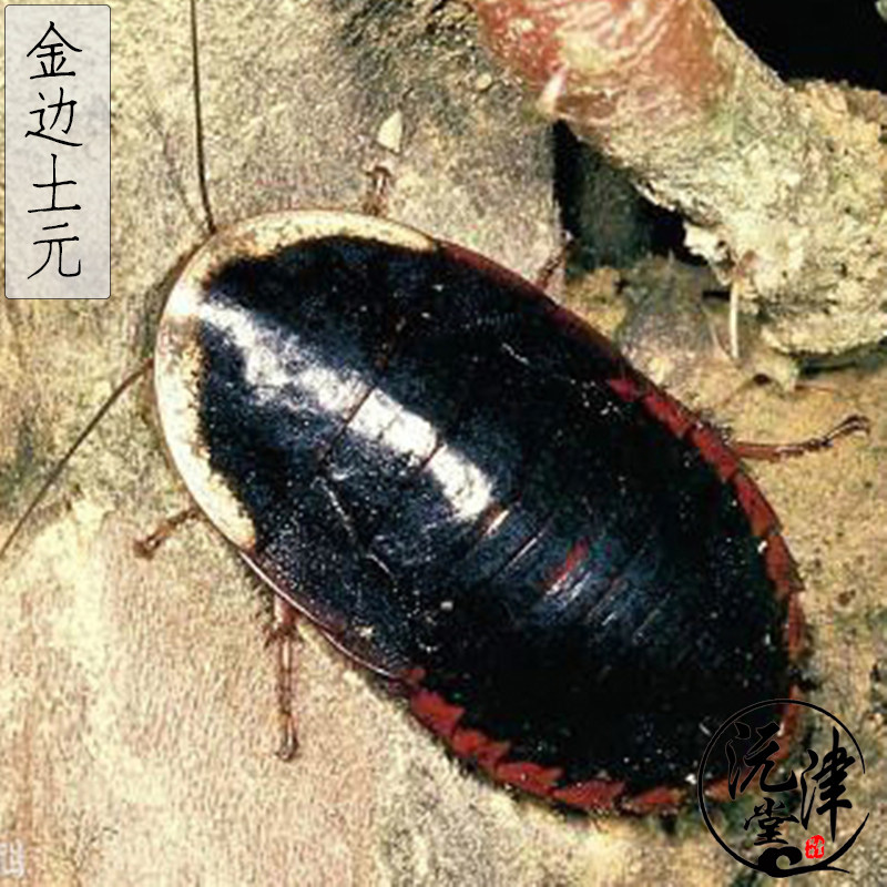 金边土鳖虫 50克包邮 清水地乌龟土元中药材无掺杂250g免费磨粉在类目 传统滋补营养品, 药食同源食品, 其他药食同源食品中 - 来自Buy2taobao.com提供专业的淘宝代购服务