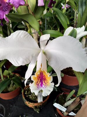 半白莫西Cattleya mossiae.var.s/a. sib斛途一家洋兰