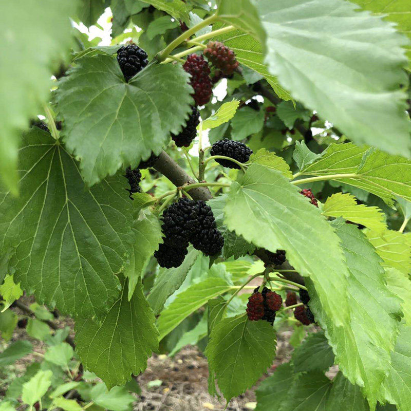 黑珍珠黑桑果桑青苗水果桑嫁接苗现货高产量海宁蚕桑文化苗圃价优在类目 鲜花速递/花卉仿真/绿植园艺, 花园植物/行道树/果树, 果树中 - 来自Buy2taobao.com提供专业的淘宝代购服务