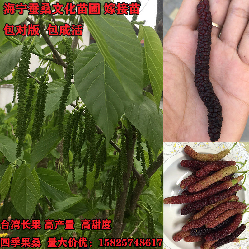 台湾长果四季果桑桑树嫁接苗当年结果包活包对版桑葚盆栽嘉兴苗木在类目 鲜花速递/花卉仿真/绿植园艺, 花园植物/行道树/果树, 果树中 - 来自Buy2taobao.com提供专业的淘宝代购服务
