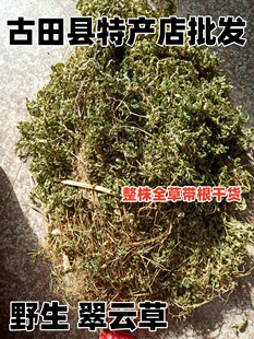 野生翠云草 龙鳞草 金扁柏 地柏叶 凤尾草纯天然整株全草干货包邮