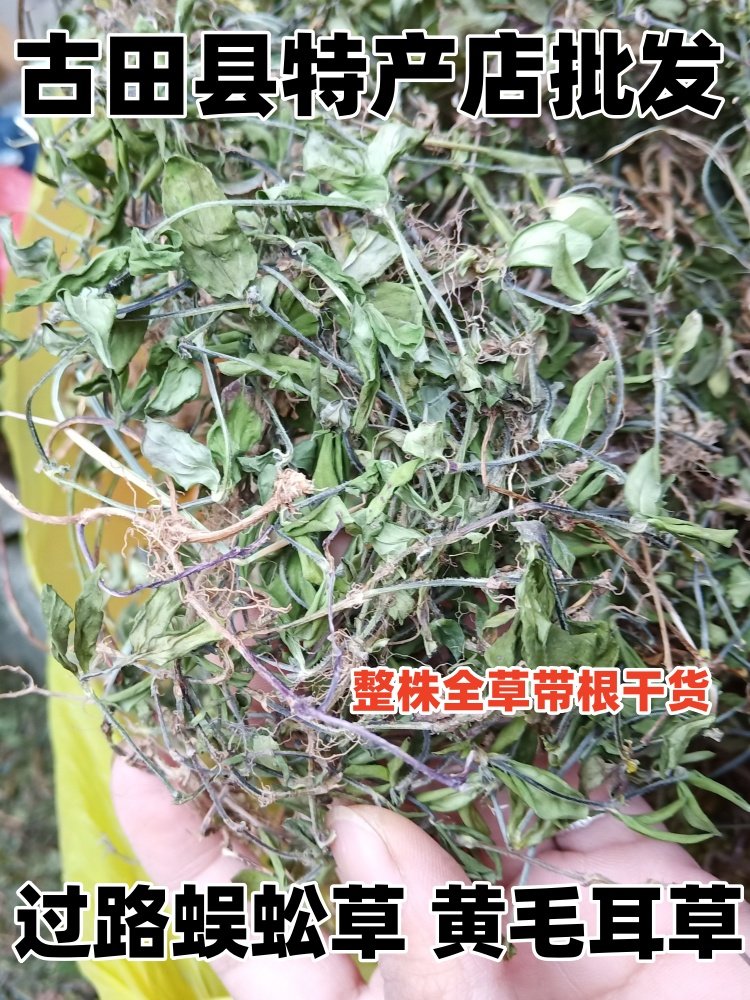 野生过路蜈蚣草 金毛耳草/黄毛耳草 落地蜈蚣 石打穿整株全草包邮